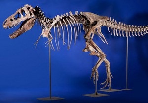 Новини науки - палеонтологія: В Італії знайдені тисячі слідів динозаврів