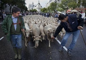 Іспанські пастухи, протестуючи проти урбанізації, прогнали по Мадриду дві тисячі овець