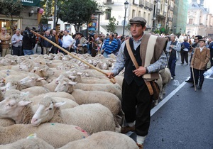 В Мадриде пастухи, протестуя против урбанизации, прогнали по городу две тысячи овец