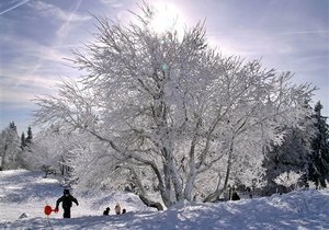 Синоптики - зима - погода - прогноз погоды - Синоптики обещают украинцам теплую зиму
