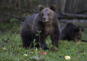 Новини Росії - ведмідь - Росіянин зарізав ножем ведмедя, який напав на нього