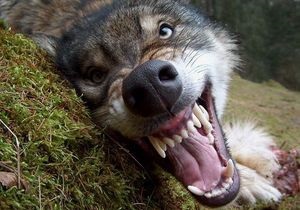 Волк - новости Житомирской области - бешенство - Волк, напавший на жителей Житомирской области, был бешеным