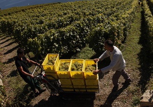 В Бордо начался сбор винограда для белых сухих вин, производители настроены оптимистично