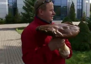 В польском лесу вырос гигантский гриб - видео