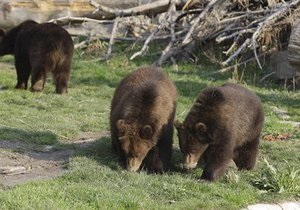 В Европе стало больше диких животных и птиц