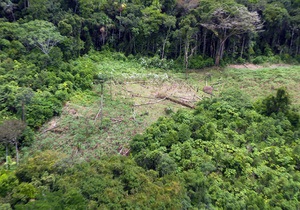 Кокаиновые плантации в Перу: ООН предоставила детальный отчет