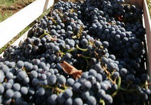 Після російського ембарго ЄС відкриває свій ринок для молдавського вина, не чекаючи угоди щодо ЗВТ