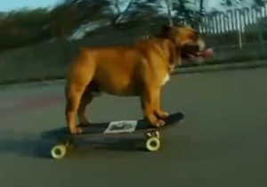 Бульдог Бюф гоняет на скейтборде - видео