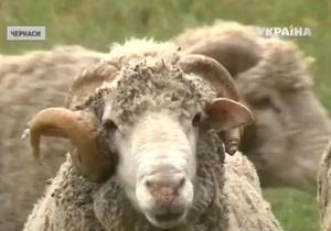 В Черкассах овцы помогают диагностировать сифилис