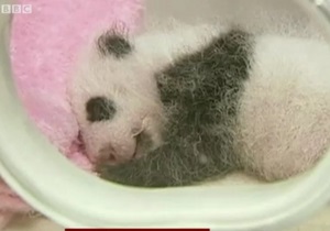 В Китае показали 14 детенышей панды - видео