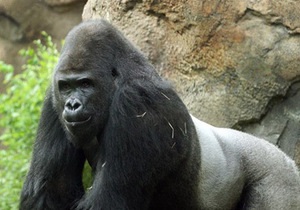 Новости США - странные новости - новости о животных: Зоопарк отправил гориллу-сексиста на реабилитацию