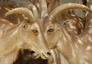 На Гаваях чоловік вкрав стадо породистих козлів за допомогою скотча