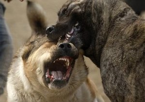 Одеса - новини Одеси - В Одесі бійцівський собака покусав пенсіонерку, постраждала у критичному стані
