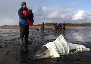 Новости науки - массовая гибель животных: У побережья Никарагуа обнаружены сотни мертвых черепах, дельфинов и рыб