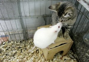 Миші перестають боятися кішок через токсоплазмоз