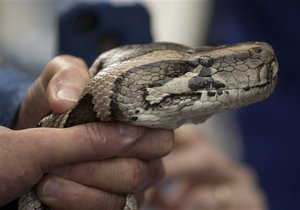Житель США тримав удома 850 змій