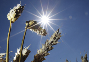 Зерно - експорт зерна - пшениця - Україна стала найбільшим постачальником пшениці в Південну Африку