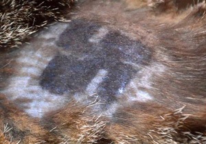 Нова Зеландія - кіт повернувся до господарів з обстриженими вусами і свастикою на спині