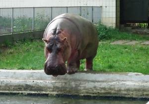 Бегемот Бреста - Київ - новини Києва - Бегемот Бреста з Київського зоопарку стала найстарішою самкою гіпопотама у світі