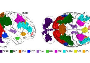 Новости науки - новости медицины: Ученые составили карту  центра воображения  в мозге человека