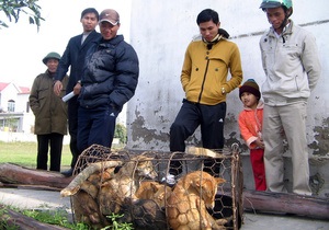 У В єтнамі про причетність до страти викрадачів собак заявили сотні людей