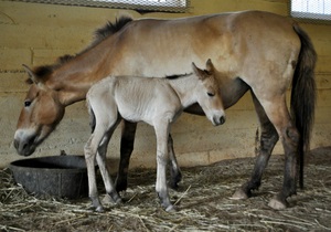кінь Пржевальського, зачатий за допомогою штучного запліднення