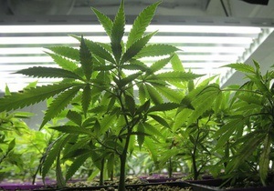 У жителя Феодосии изъяли 1,5 кг марихуаны