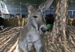 Новости Австралии - странные новости - новости о животных: Кенгуру ворвался в дом австралийца и устроил погром