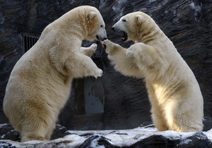 Канадца от нападения белого медведя спас телефон