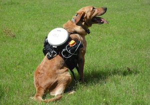 Собаки - технології - Розроблено систему дистанційного керування собаками