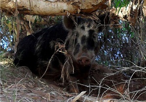Новини Австралії - дивні новини - новини про тварин - В Австралії дику свиню звинуватили у крадіжці пива