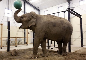 Новини Франції - слон - Під Парижем розумний слон убив пенсіонера
