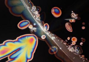 Необычная красота: как выглядит вино под микроскопом