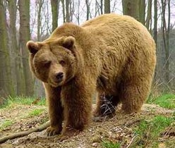 новости Ивано-Франковской области - нападение медведя - медведь - В Ивано-Франковской области во время сбора грибов на мужчину напал медведь