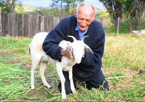 Новини Бразилії - коза - весілля - Бразилець вирішив одружитися на своїй козі Кармеліті