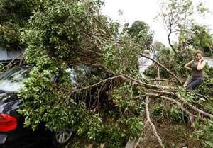 У Москві ураган повалив близько 60 дерев