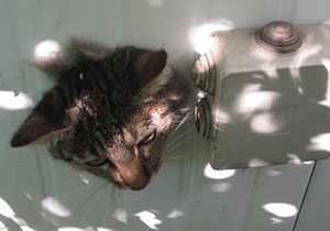 Новини Італії - новини про тварин - В Італії кіт застряг в стіні сараю