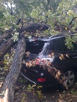новости Киева - Парковая дорога - дерево - На Парковой дороге в Киеве дерево повредило два автомобиля, стоявших в пробке