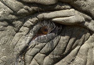 Новини Танзанії - слони - У Танзанії слон розтоптав американського туриста