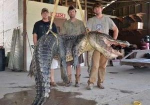 В США поймали гигантского крокодила