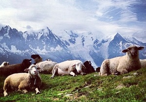 Кадиров - знімок - вівці