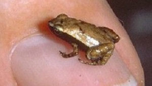 Крихітна сейшельська жабка слухає ротом