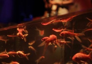Новини науки - Себастьян Бах - Ігор Стравінський: Японські вчені досліджували музичний слух золотих рибок