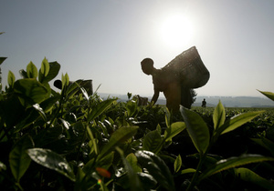 Єгипетська криза загрожує обвалом світовому ринку чаю - FT