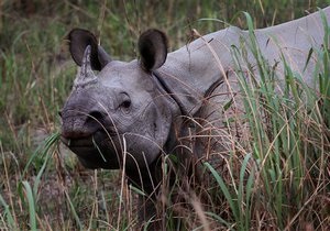 Новости США - странные новости - новости о животных: В США посетительницу зоопарка укусил носорог