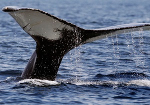 Кити - Новини науки - Світовий океан - Вчені - дослідження - Кити  засмагають  під час міграції - стверджують учені