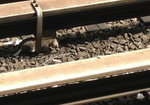 У Нью-Йорку на півтори години зупинили рух метро через кошенят