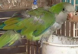 Новини США - новини про тварин - папуга - У США папуга запобіг пограбуванню сусідського будинку