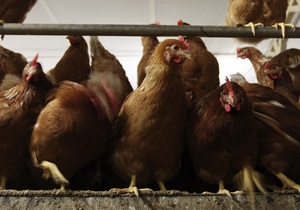 Украинский агрогигант сократил чистую прибыль почти на 50% из-за финта курятины - мироновский хлебопродукт - косюк