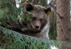 Новости Украины - Ивано-Франковск - новости о животных: В Карпатах медведица загнала на дерево местного жителя